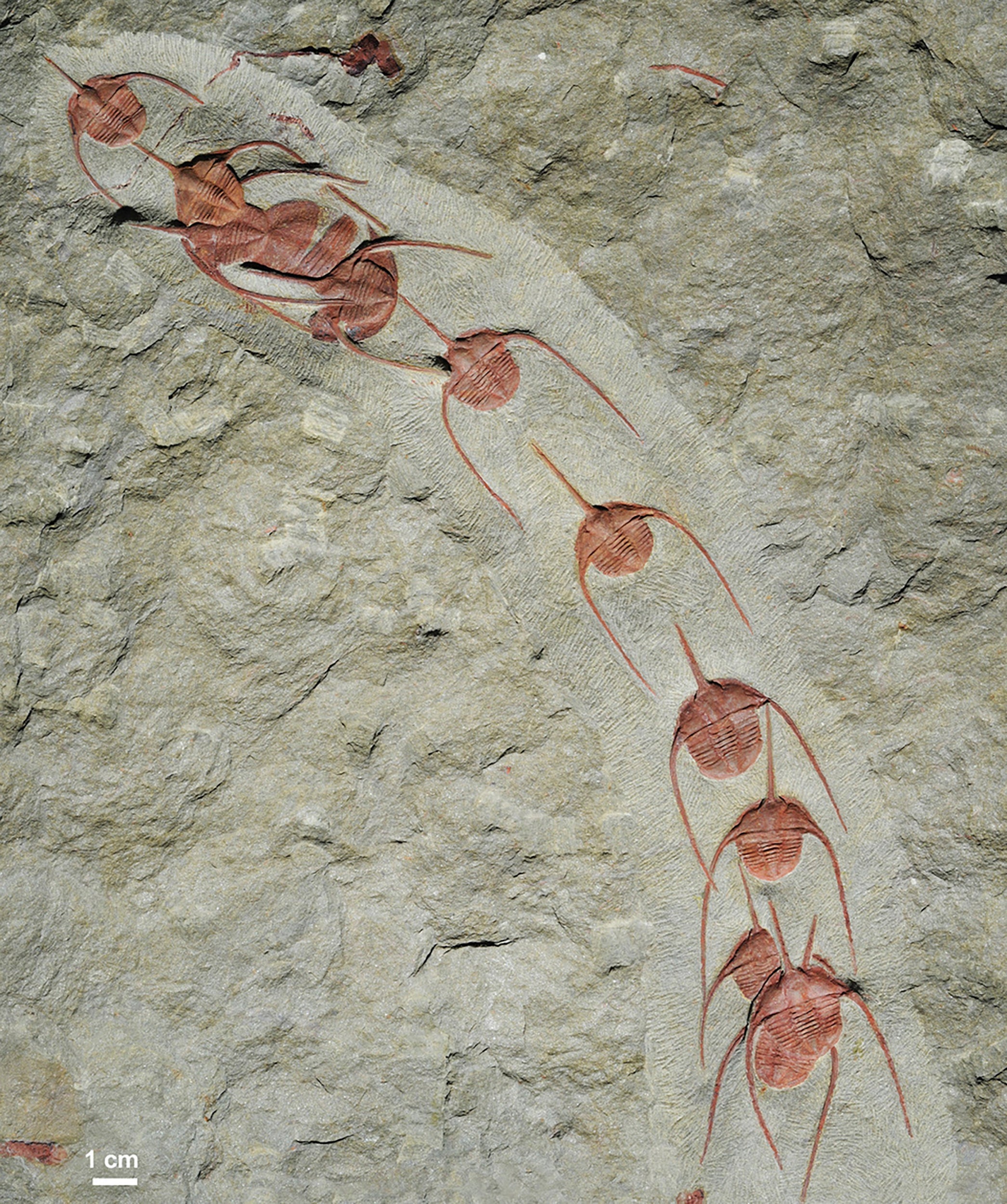 A line of Ampyx priscus from the Moroccan Lower Ordovician Fezouata Shale