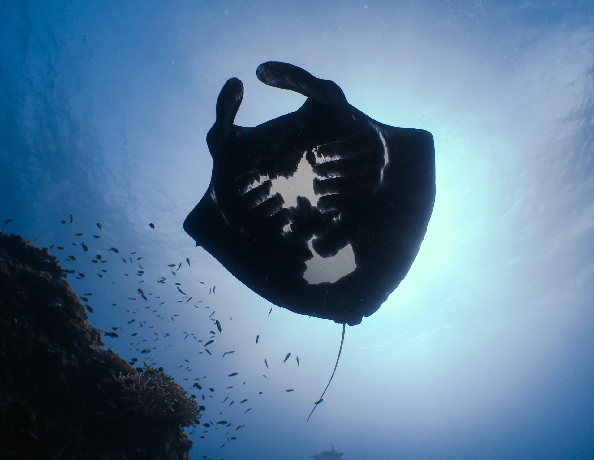 Scientists are trying to work out why some manta rays have black blotches on their skin