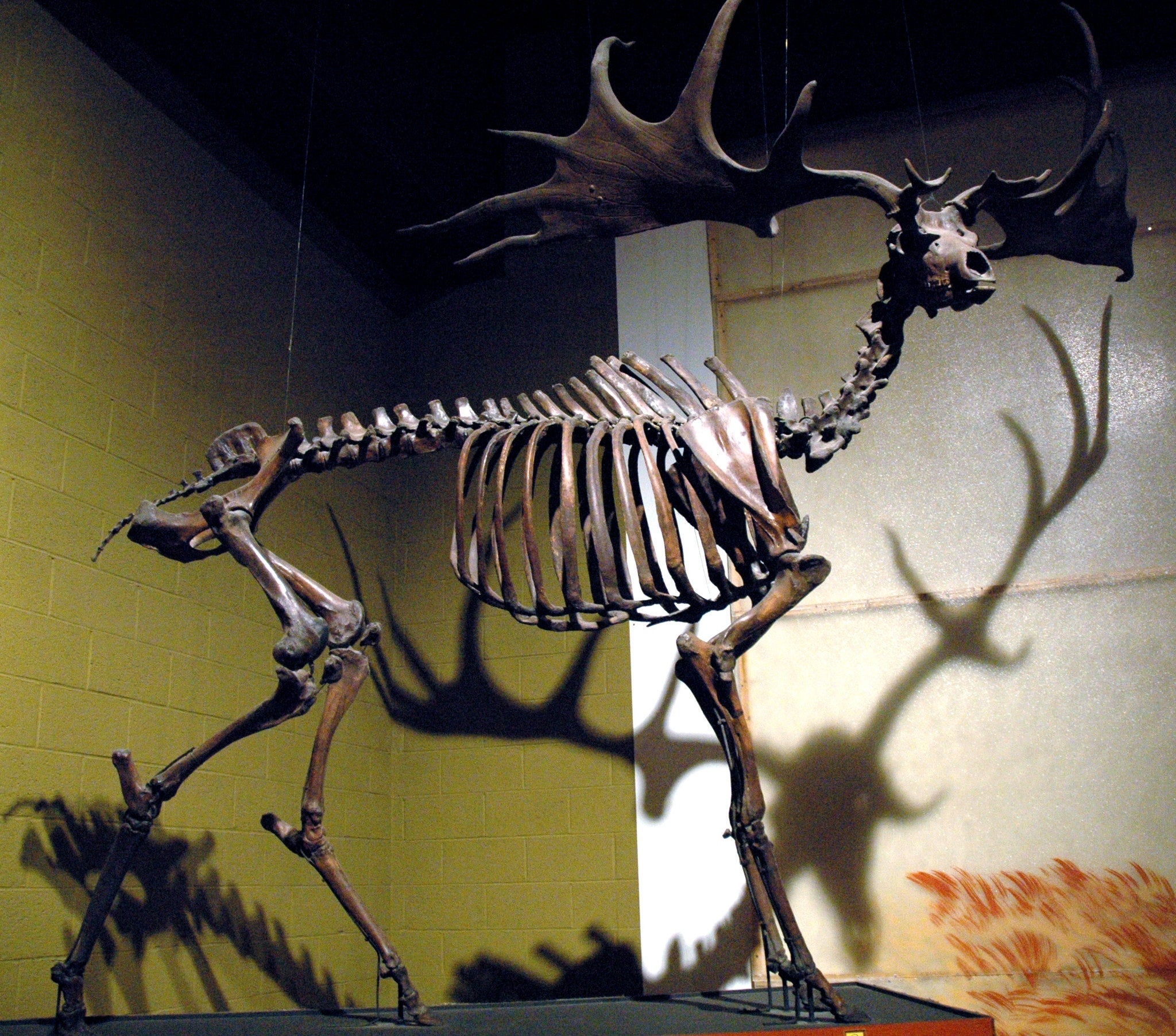 A Megaloceros giganteus Irish elk skeleton