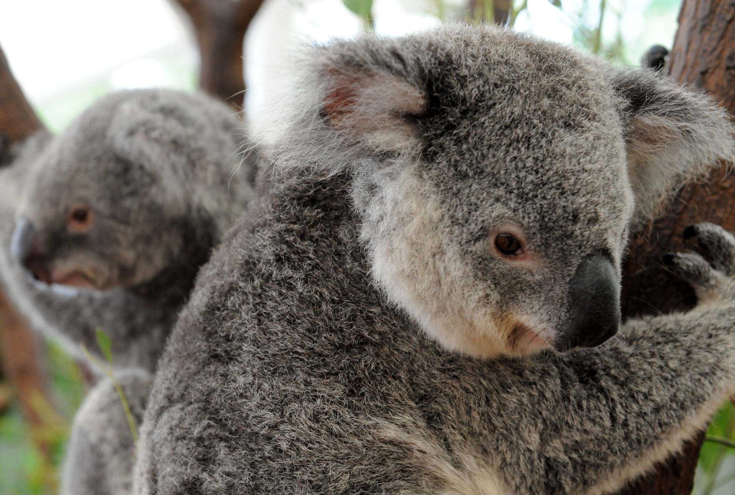 There is much to learn from Koala genes