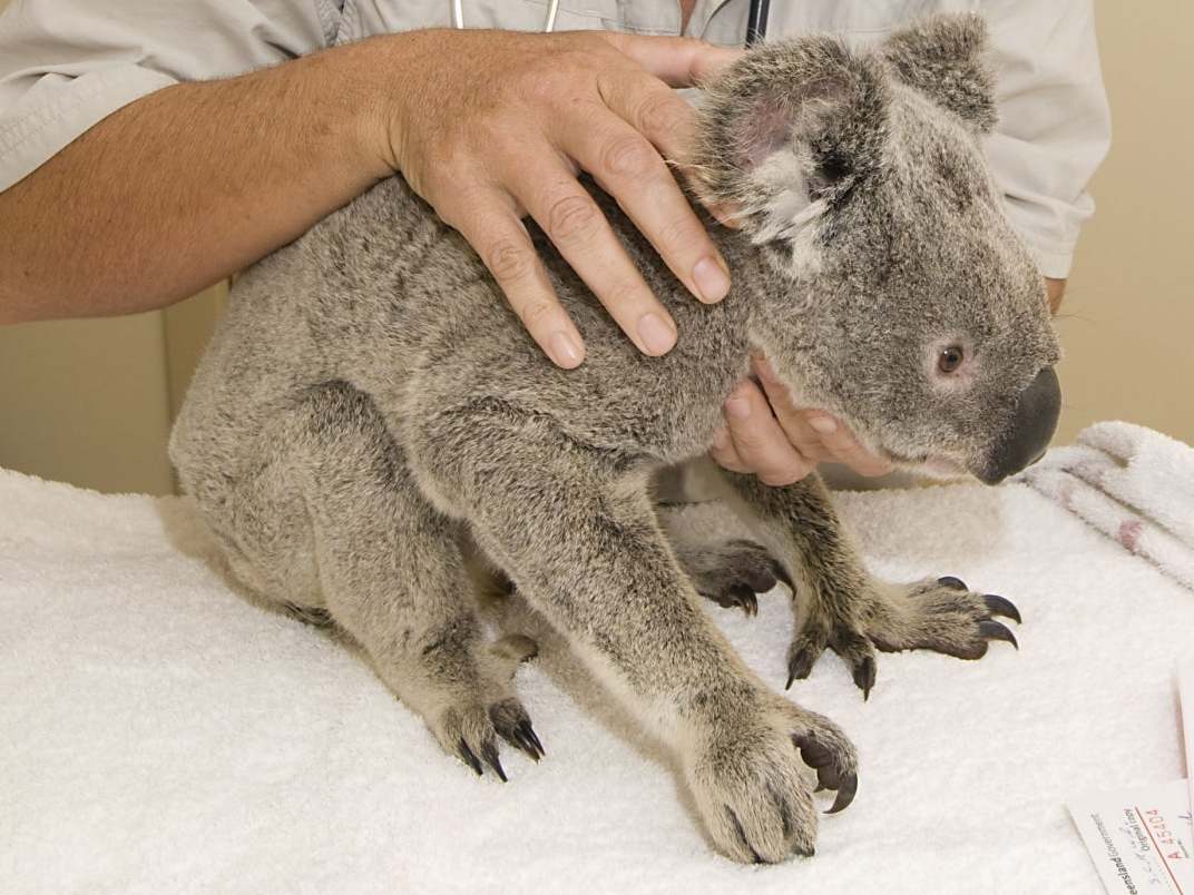 A koala is treated at a hospital in Queensland
