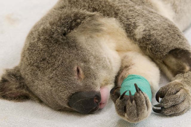 Animal rescuers fear for the global koala population