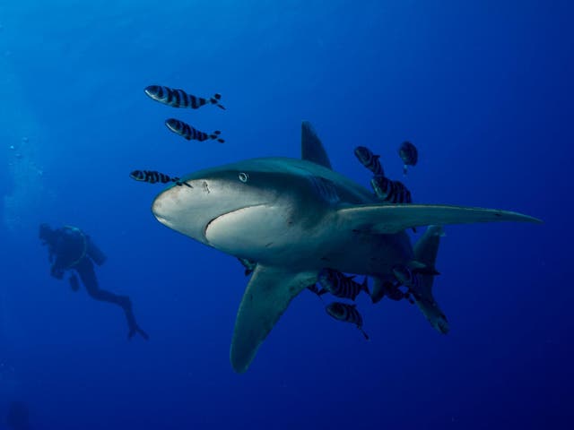 Oceanic Whitetip sharks are rarely seen on the coast - however they have been known to follow dolphin pods towards the shore