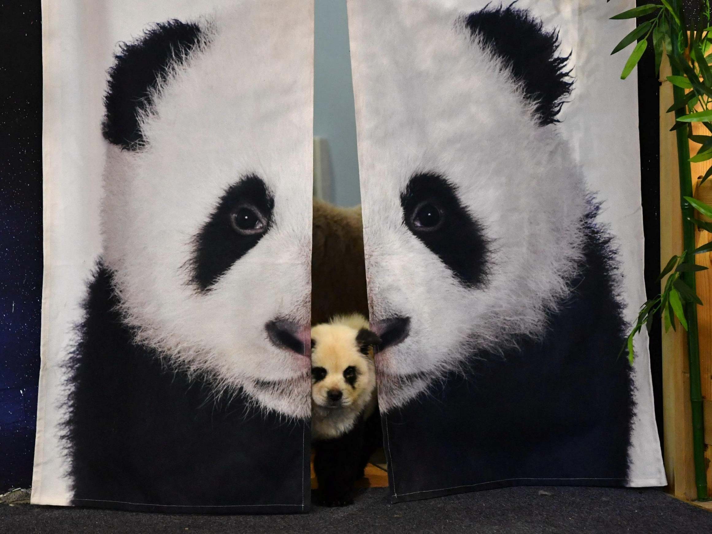 china panda dog