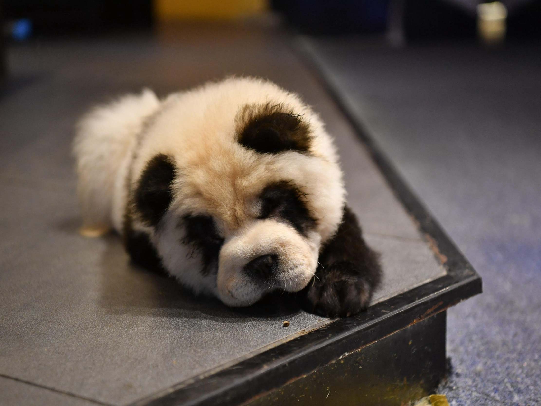 Image result for cafe in China painted its dogs to resemble panda cubs"