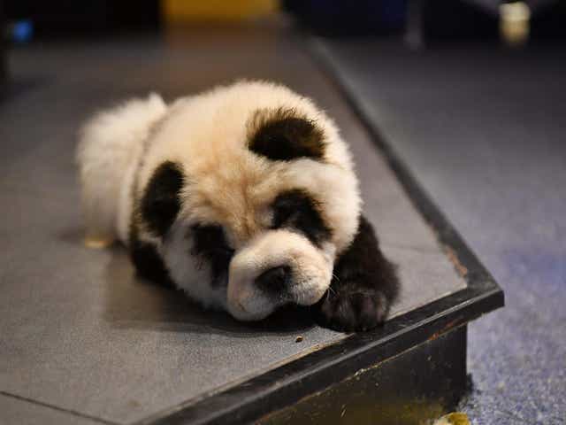 Pandering to their audience: Cute Pet Games Cafe’s ‘panda dogs’