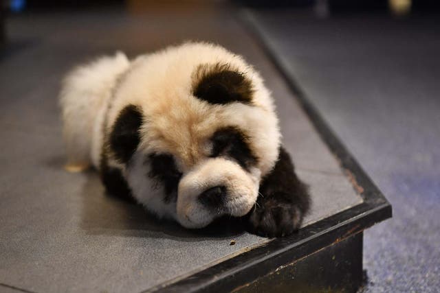 Pandering to their audience: Cute Pet Games Cafe’s ‘panda dogs’