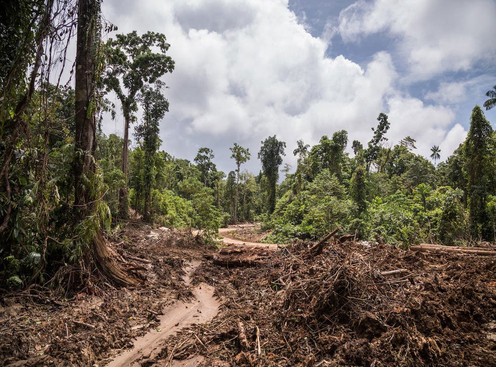 Deforestation in Papua New Guinea
