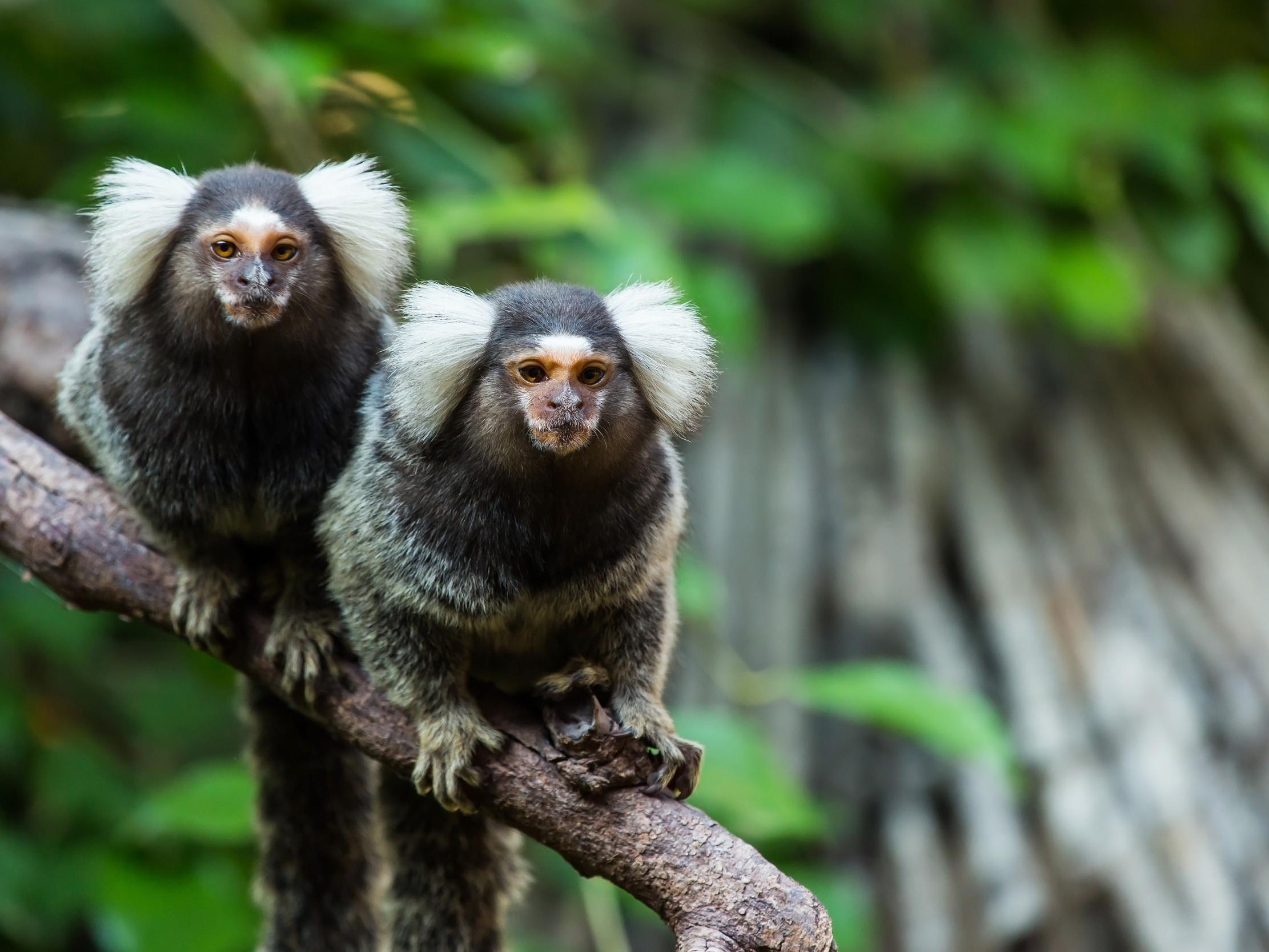 Scientists already knew that marmoset calls varied from one region to the next but they didn’t know why