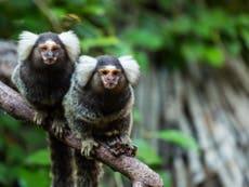 Monkeys learn regional accents, study finds