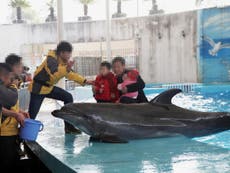 Expedia ‘profiting from suffering of 500 dolphins in holiday resorts’