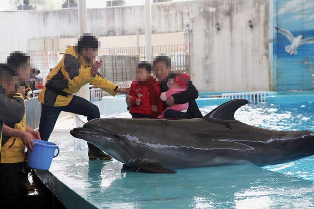 Visitors pose for photos with a live dolphin at an enterainment park in China