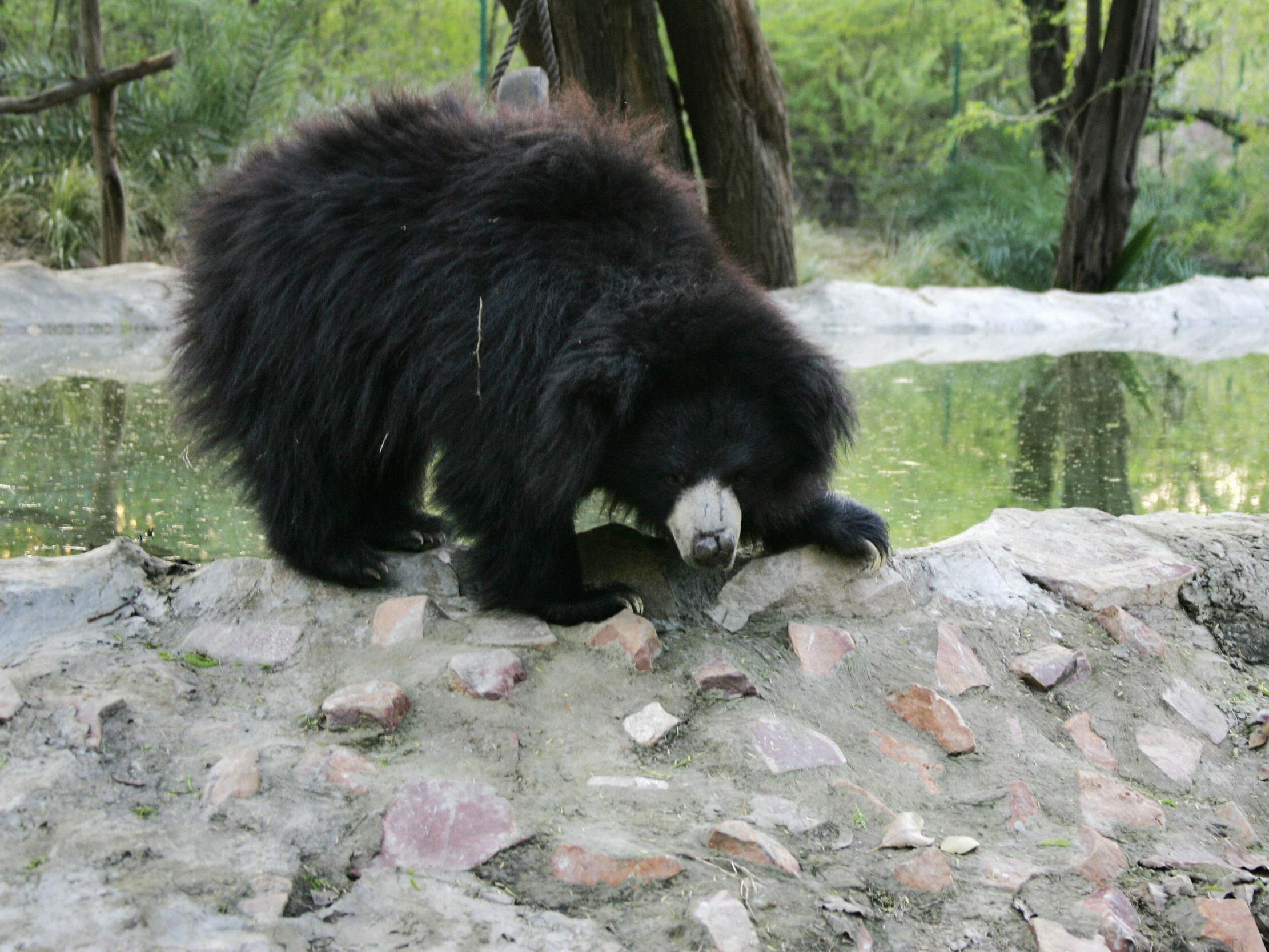Sloth bears are targeted in India by poachers