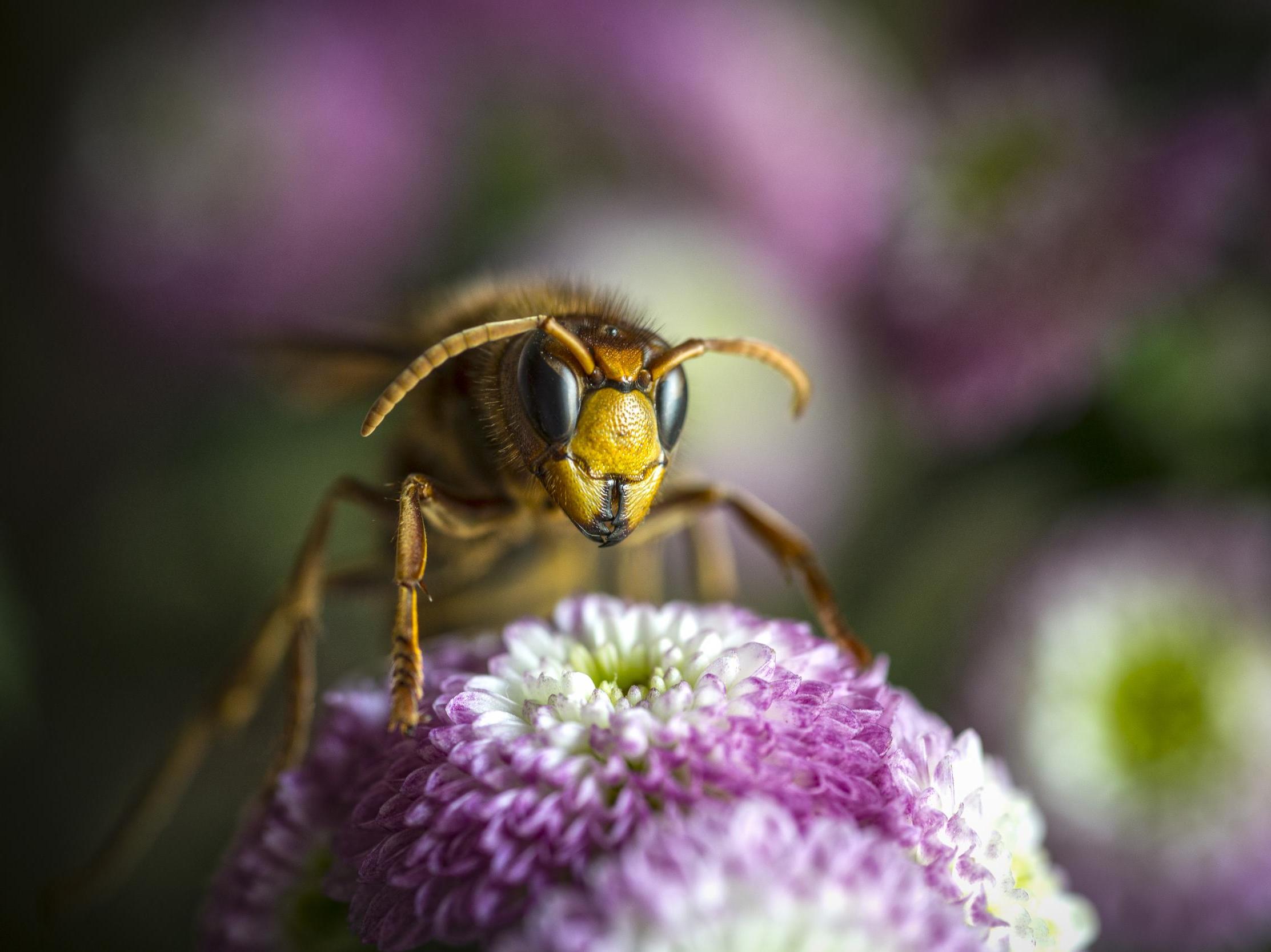 The UK is seeing the arrival of Asian hornets, which can cause anaphylactic shock