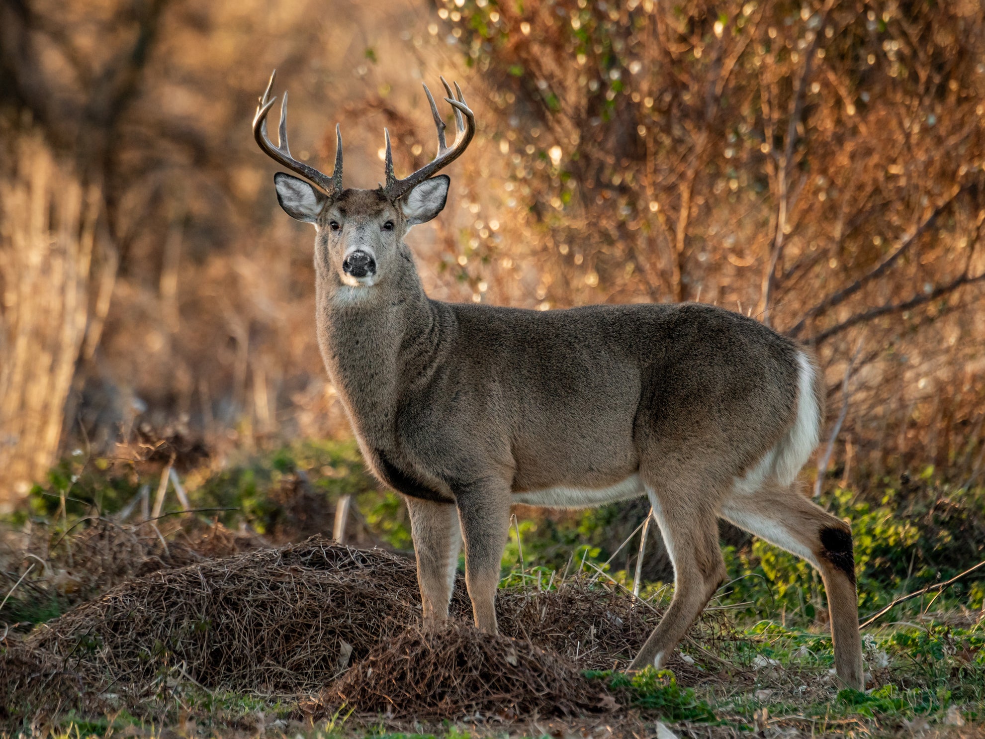 Deer rut season 2020