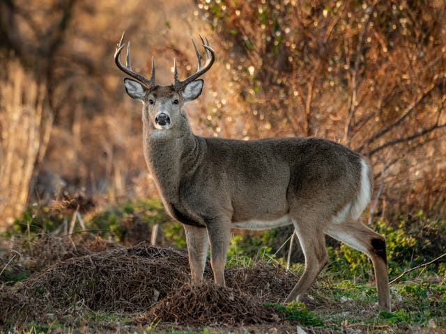 <p>Deer have been decimated by a disease that has spread to dozens of states </p>