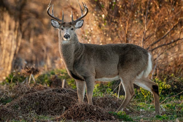 Male white-tailed deer, native to the Americas, are known as bucks, while a male red deer is known as a stag