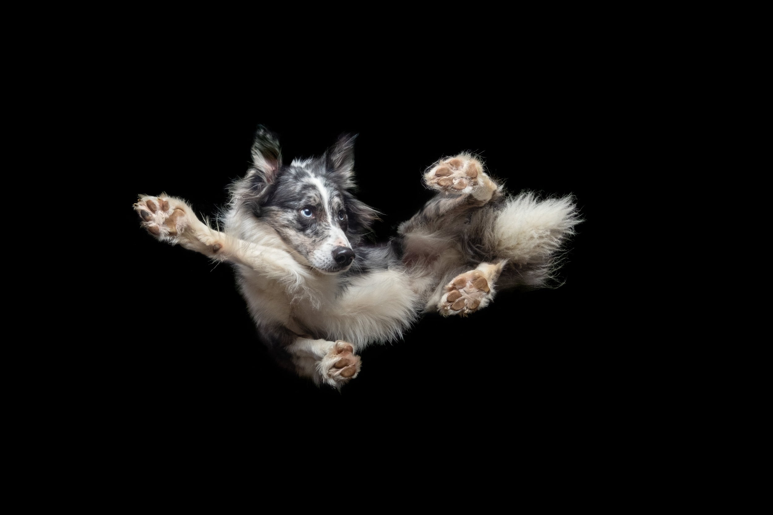 Dogs and store flying