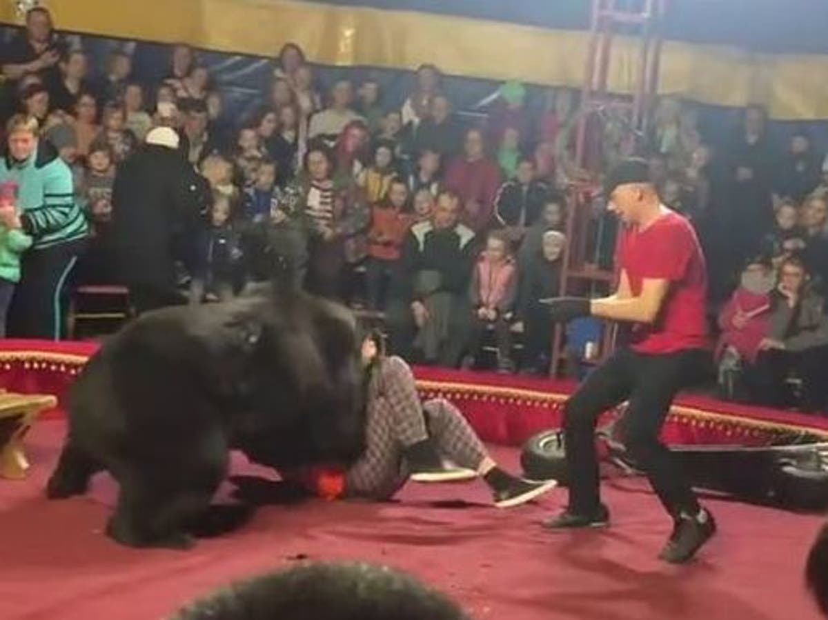 Screaming audience members flee as Russian circus bear mauls trainer | The  Independent | The Independent
