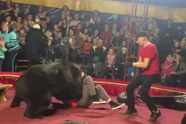 Creature was forced to walk on its feet and push a wheelbarrow during performance.