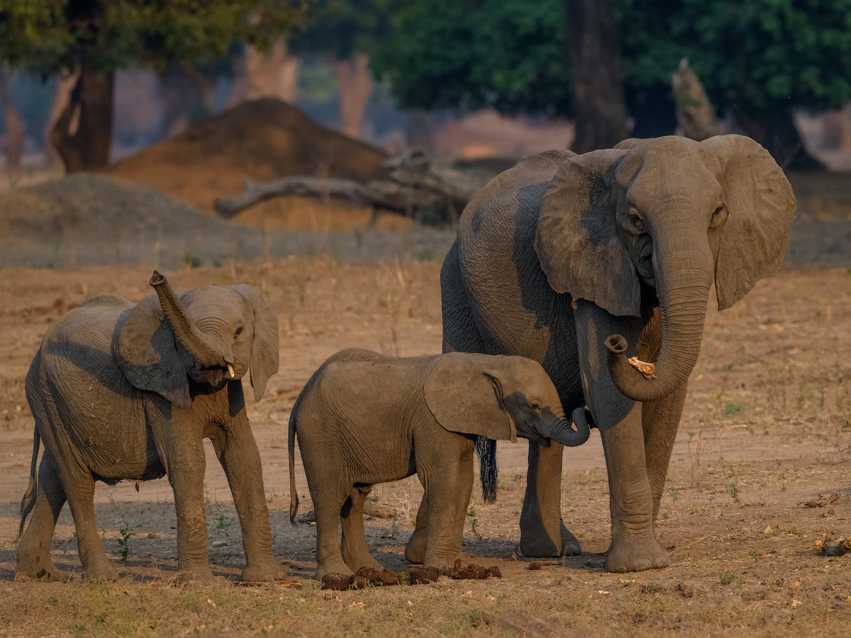 Over a hundred elephants have reportedly been sold by Zimbabwe since 2012, campaigners say