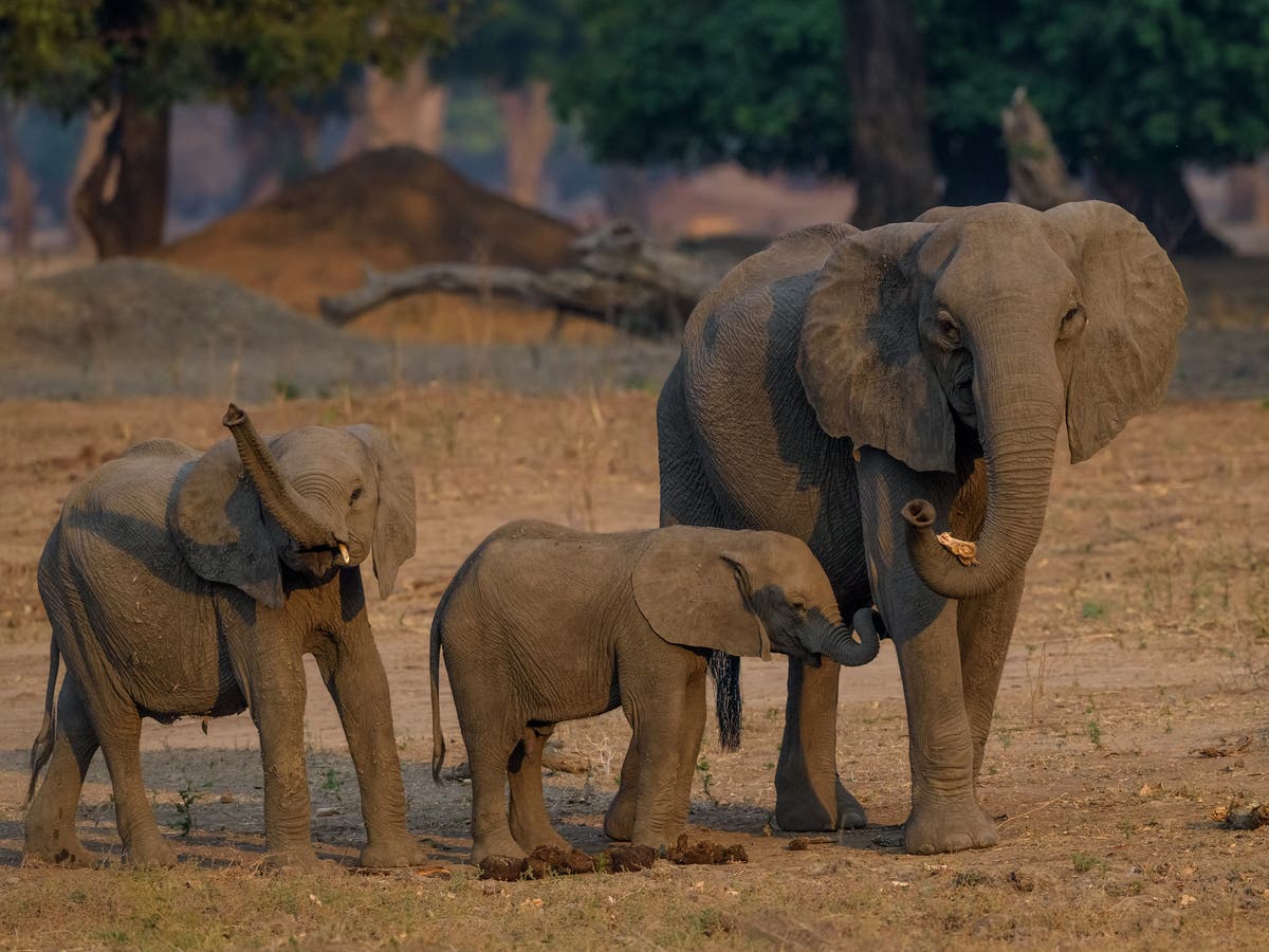 Outrage as 30 wild baby elephants ‘flown from Zimbabwe to China for lifetime in captivity’