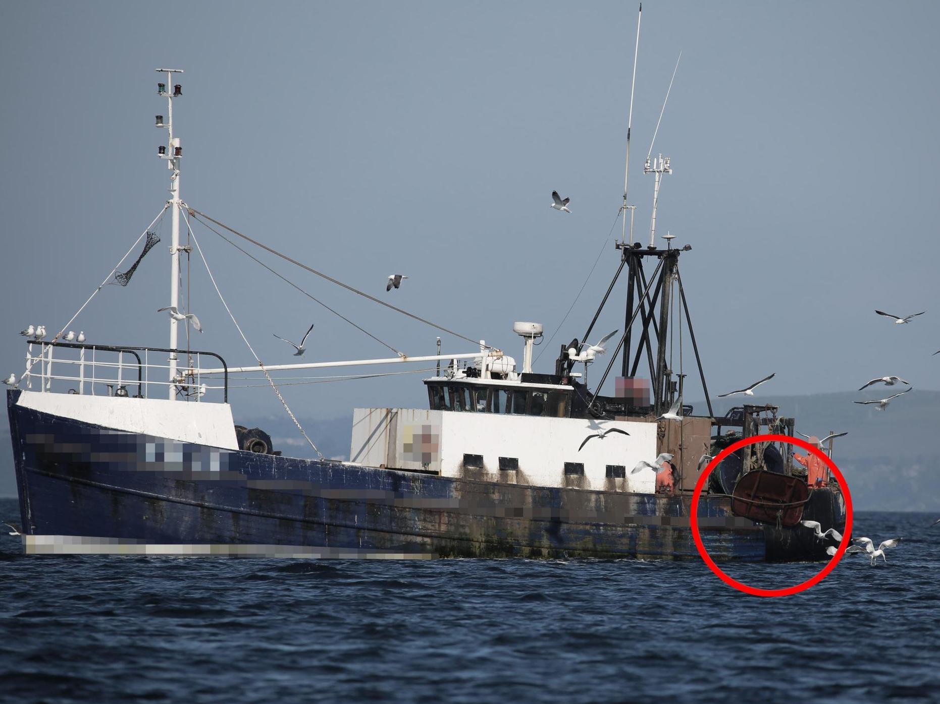 2,600 tonnes of unwanted cod, haddock, whiting and saithe were said to have been caught in scampi fisheries in the first three months of 2019 (credit: Open Seas)