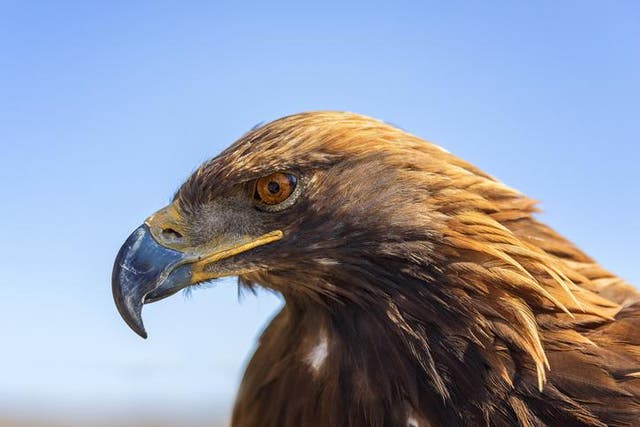 A Steppe eagle