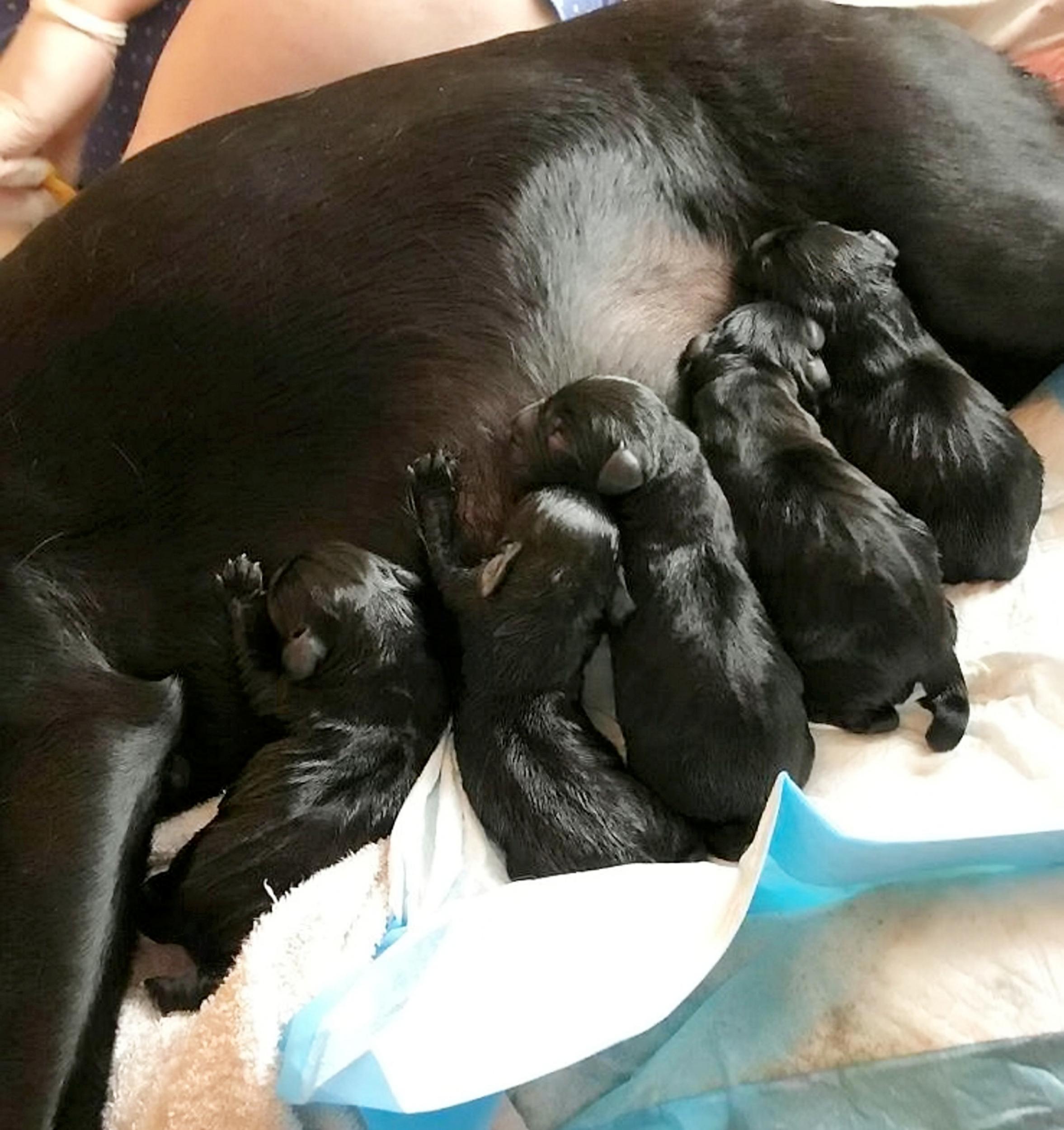 Щенки только родились. Новорожденные щенки лабрадора чёрные. Щенки Новорожденные большие. Собака и Новорожденные щенки.
