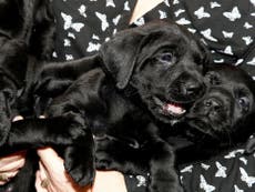 Dog gives birth to one of largest ever Labrador litters