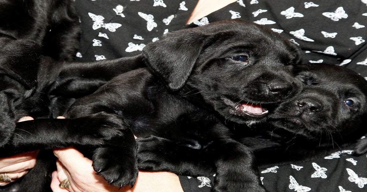 Are Labrador Retrievers Barkers