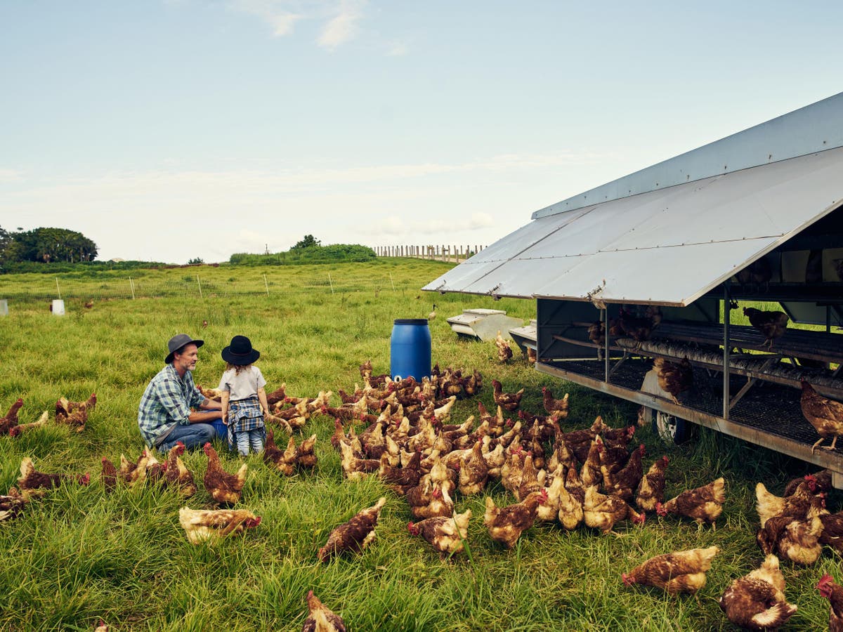 Entirely organic farming could raise food emissions by 70 per cent in England and Wales