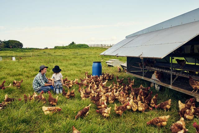 Raising chickens organically is actually less environmentally friendly than conventional methods