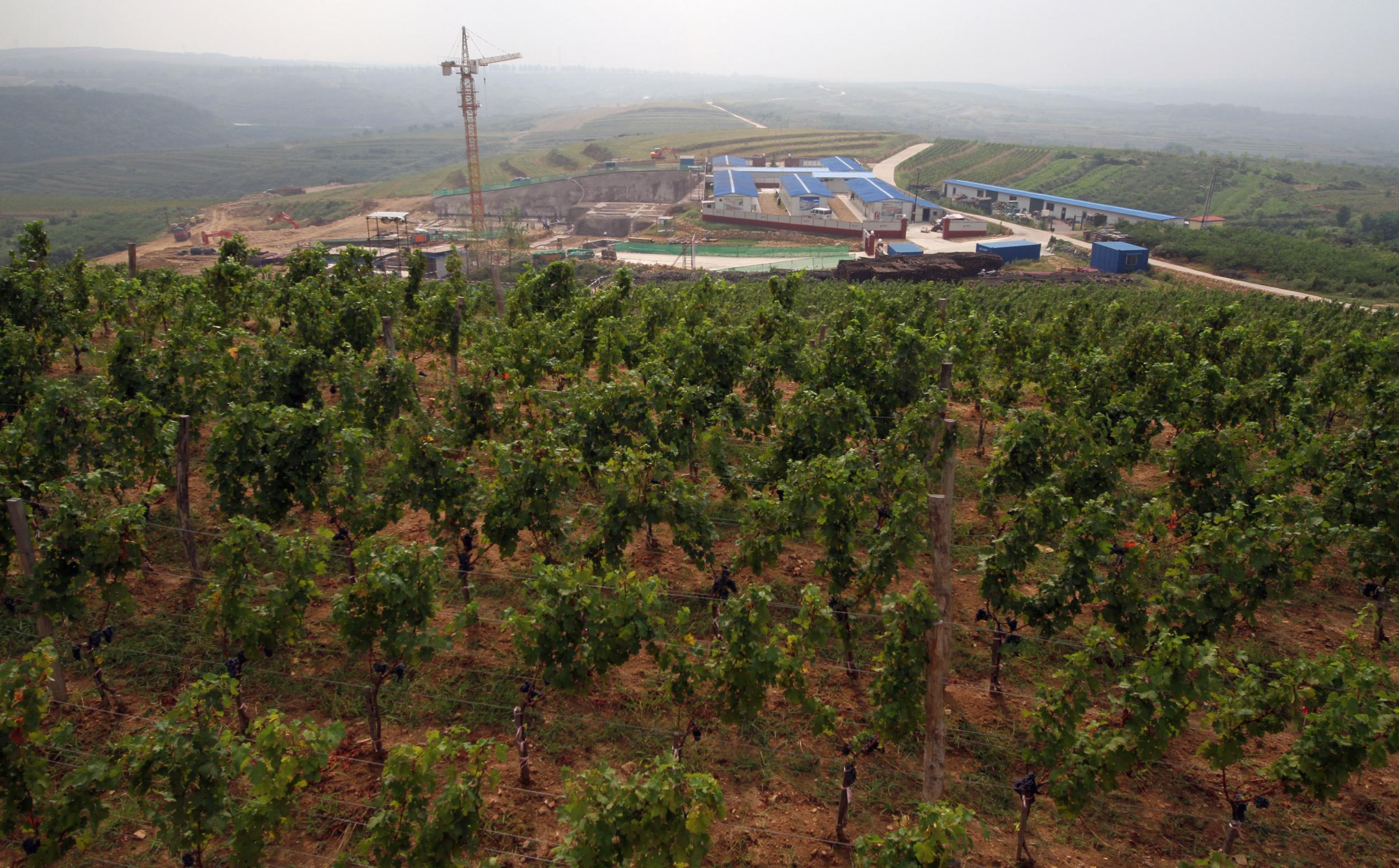 The vineyard owned by France’s Domaine Barons de Rothschild, maker of the renowned Chateau Lafite reds, in Penglai, Shandong province
