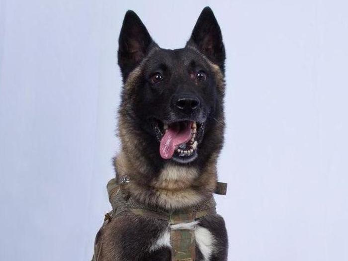 Trump shares photo of 'wonderful dog' in Isis operation - but says identity is still 'classified'