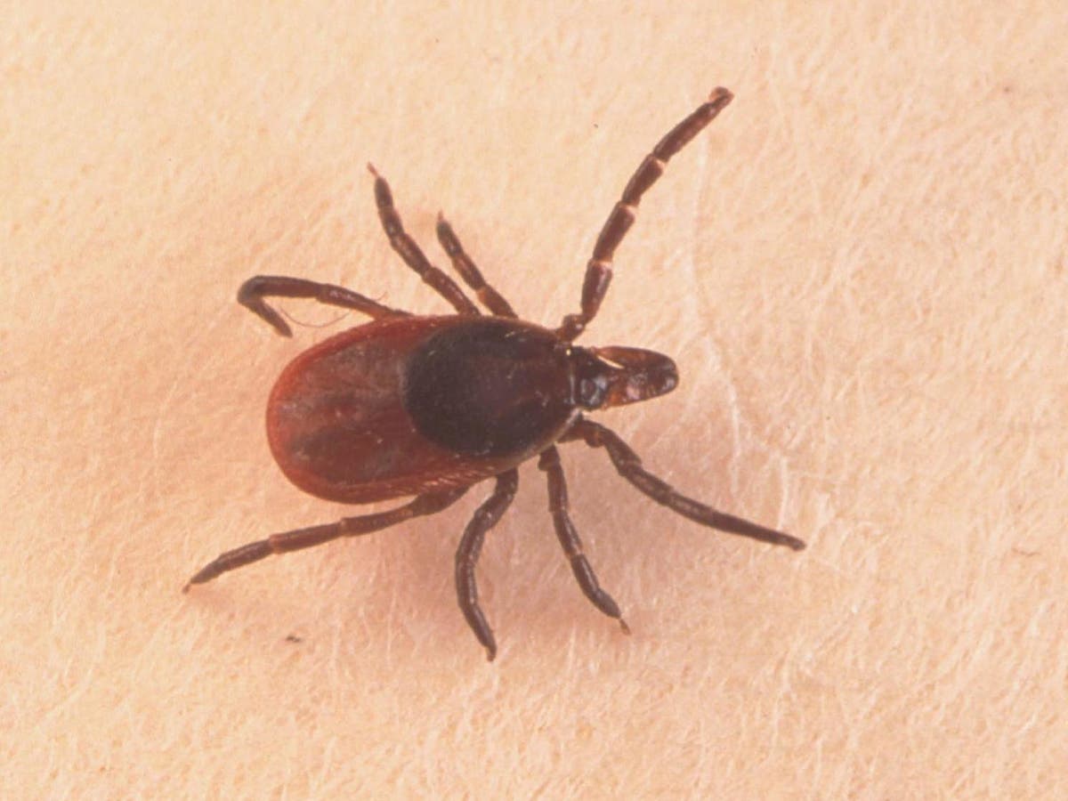 Brain Damaging Infectious Disease Spread By Ticks Reaches Uk For First Time The Independent The Independent