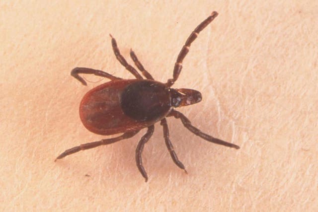 It is thought infected ticks arrived in the UK through migratory birds