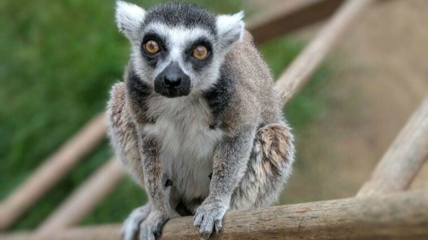 Isaac is the oldest ring-tailed lemur in captivity in the US