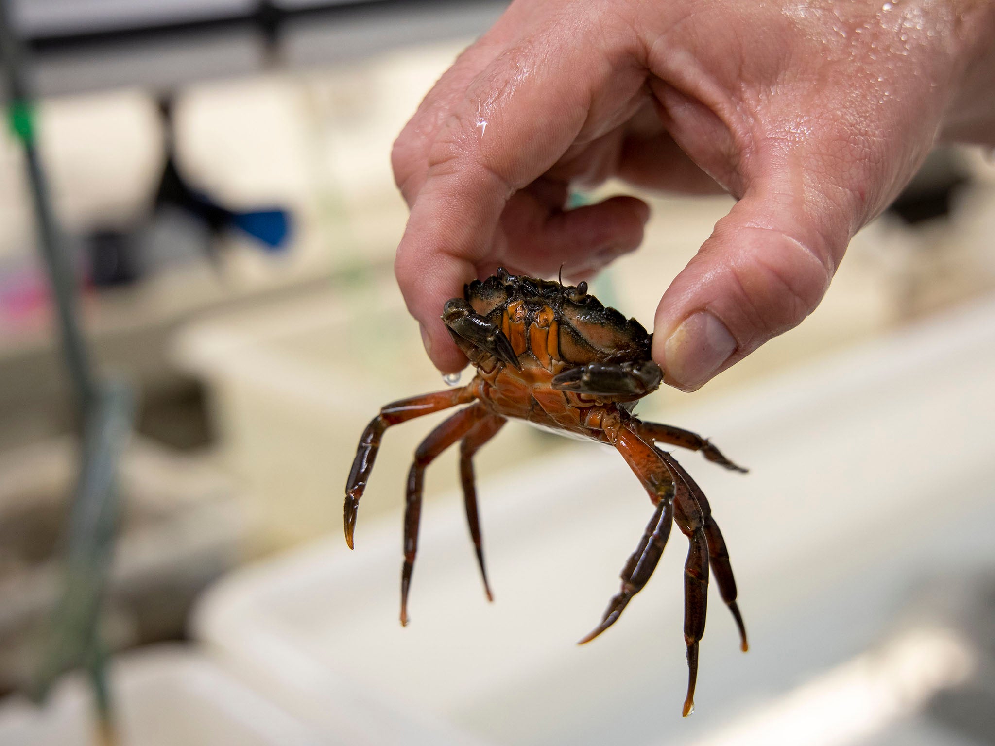 Scientists have discovered crabs have a better memory than previously thought