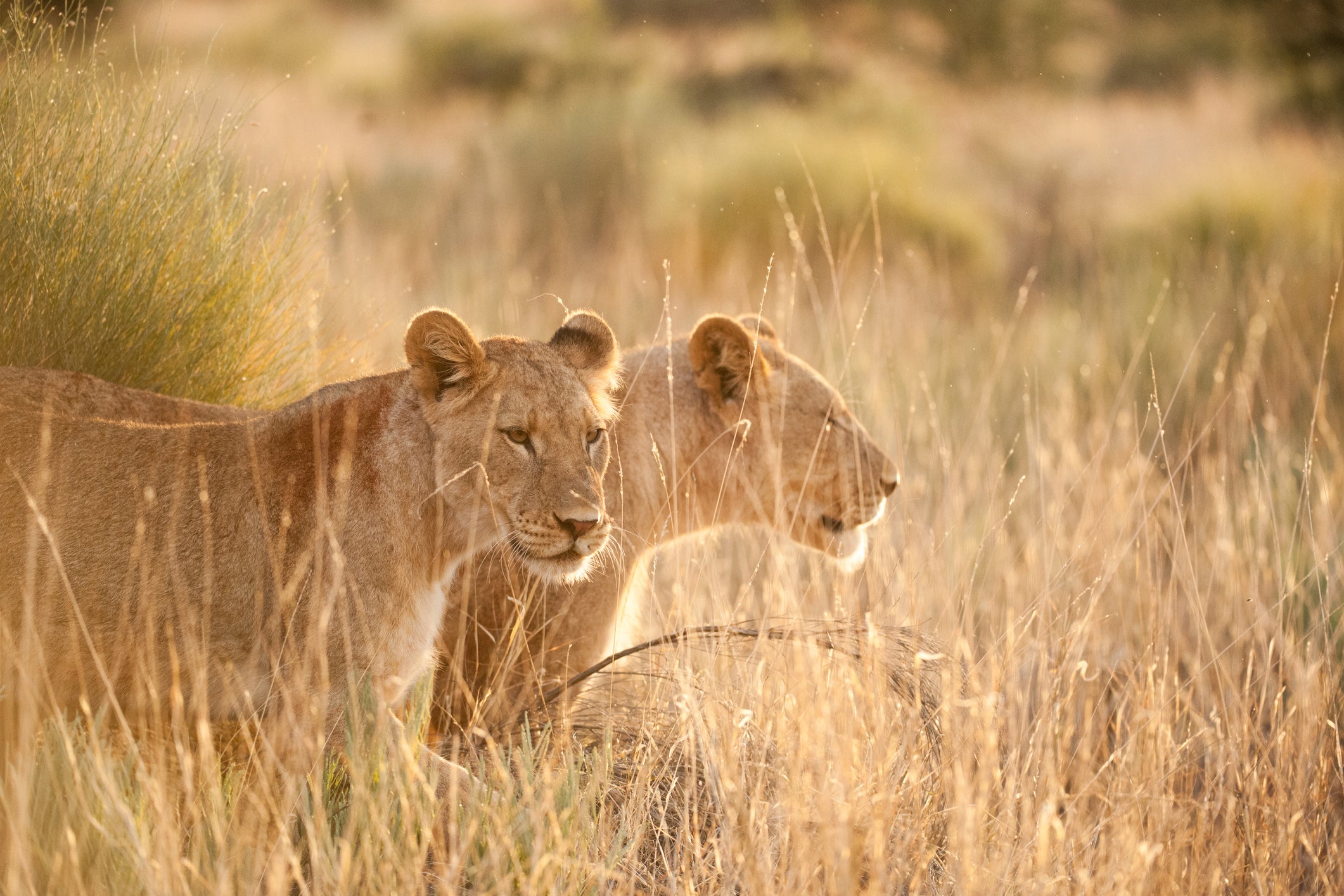 Four lions were found dead at Rietvlei Nature Reserve