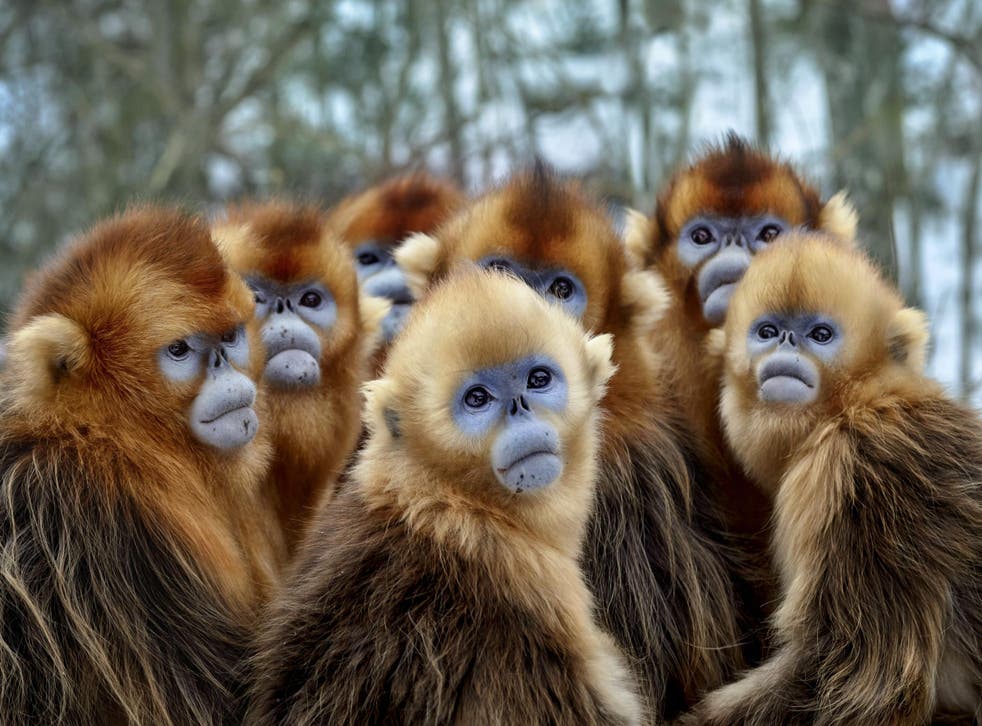 In China, mysterious blue-faced monkeys walk upright through some of the least-explored forests on Earth. Addressing climate change in a documentary marks a turn in the history of wildlife television broadcasting