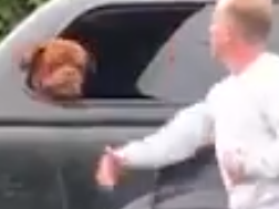 Man filmed laughing and slapping dog across face