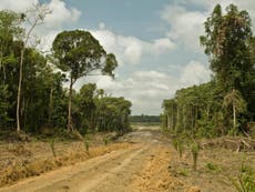 Climate impact from loss of tropical forests 600% higher than thought