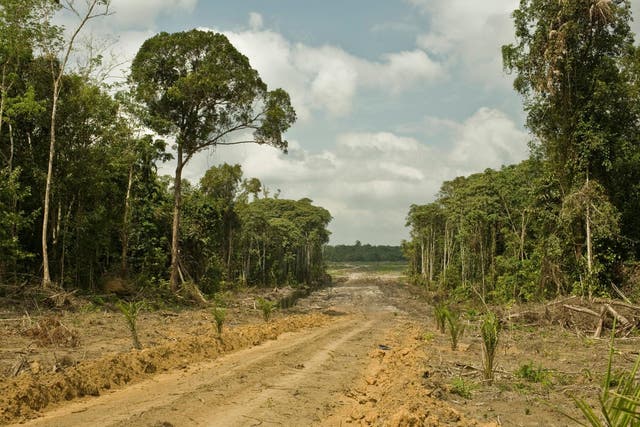 Scientists looked at the 549 million hectares of tropical intact forests in the world. Pictured is a road for oil palm plantations in West Kalimantan, Indonesia