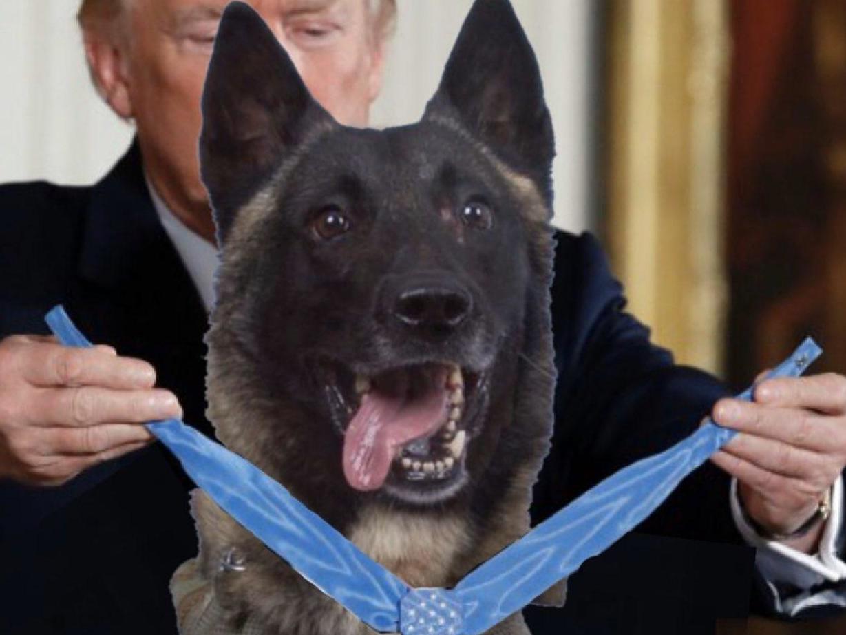 Altered image shows the US president putting a paw-print medal around the neck of the Belgian Malinois