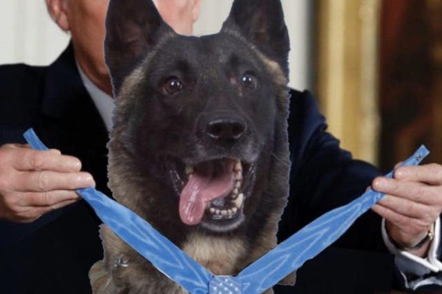 Altered image shows the US president putting a paw-print medal around the neck of the Belgian Malinois