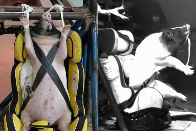 The animals were strapped in and restrained before being slammed into a wall at 30mph