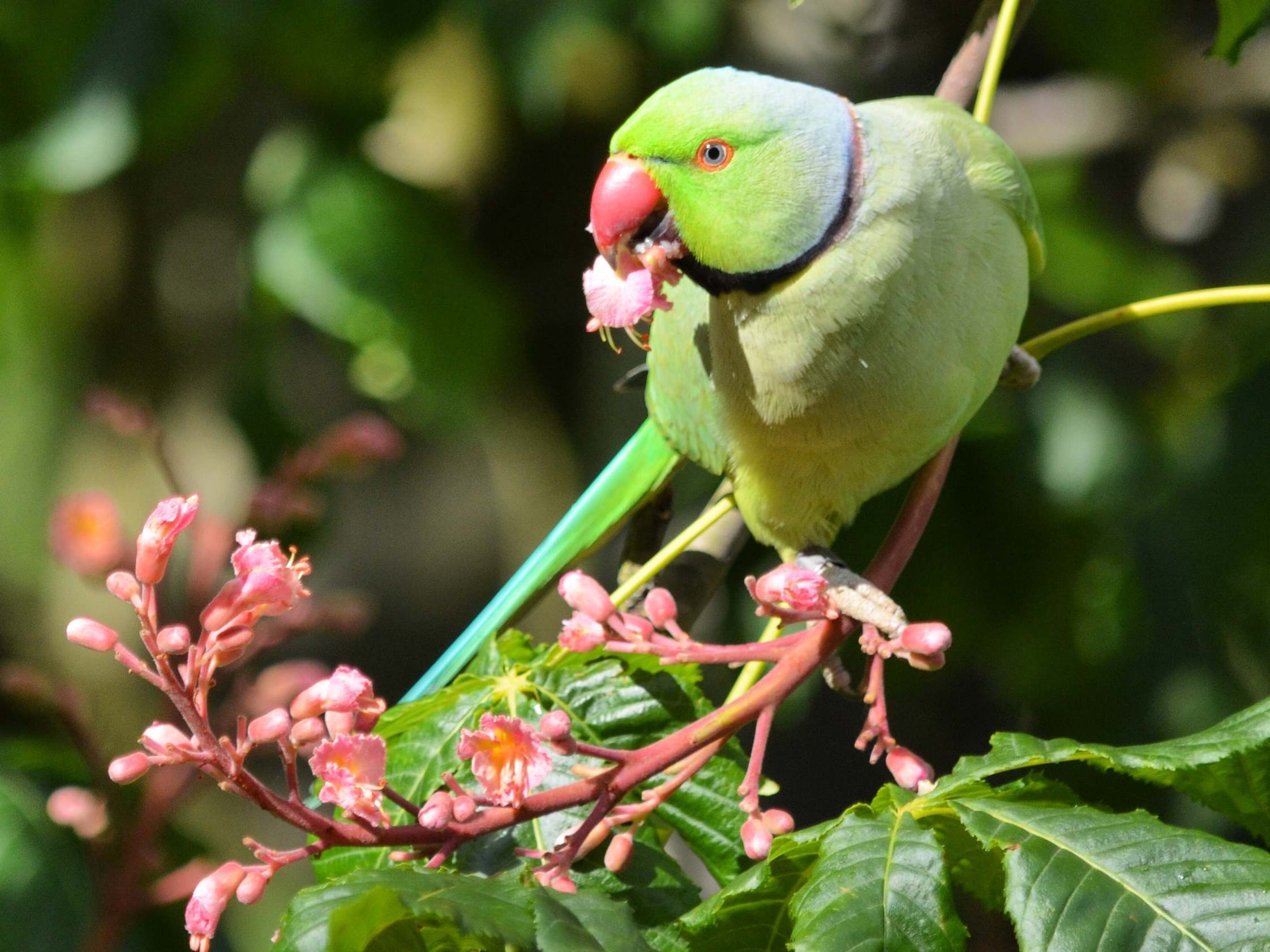 Ring-necked parakeets are now commonplace across some parts of the UK