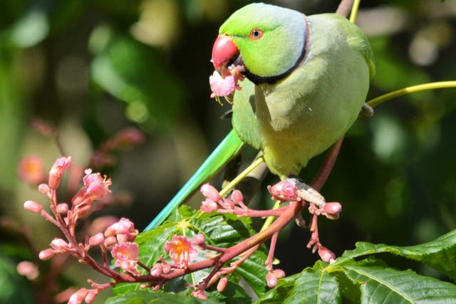 Ring-necked parakeets are now commonplace across some parts of the UK