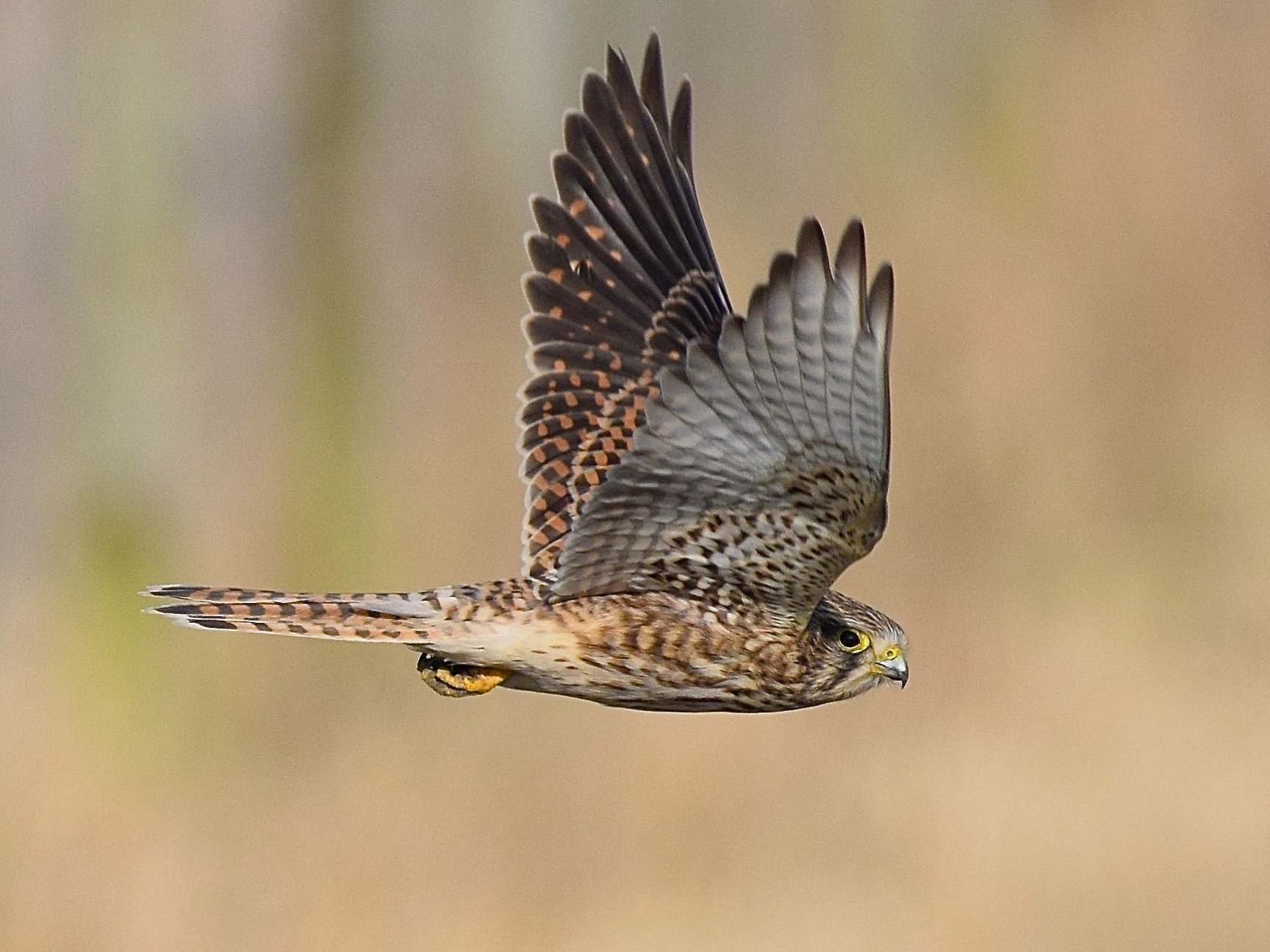 Kestrels are a familiar sight hovering beside motorways or perched on a high tree branch, on the lookout for prey